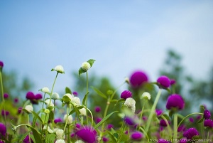 夏季休業８月１３日・１４日