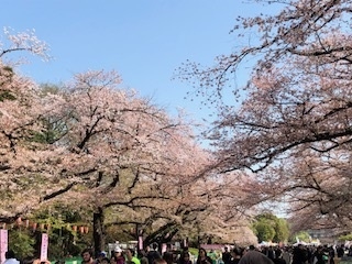 「うえの桜フェスタ」で奉仕活動をしました