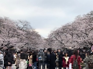 東京上野ライオンズクラブのボランティア活動～うえの桜フェスタ～