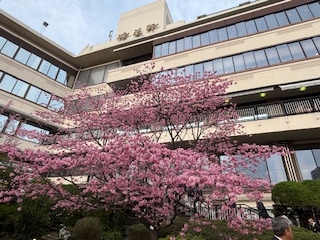 東京上野ライオンズクラブ「花見例会」