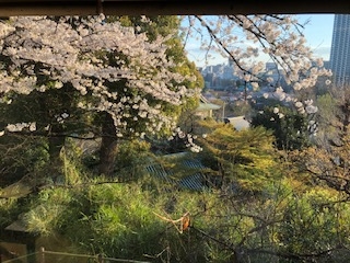 台東区法曹会総会・観桜会